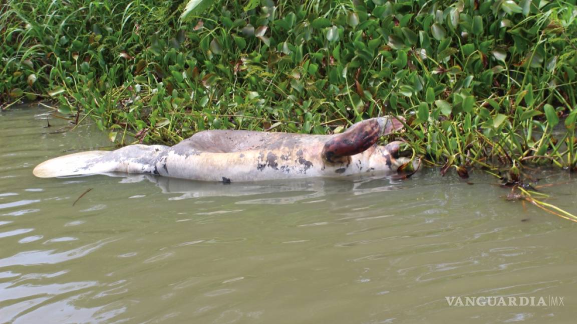 Mueren manatíes y peces en ríos de Tabasco, piden investigar