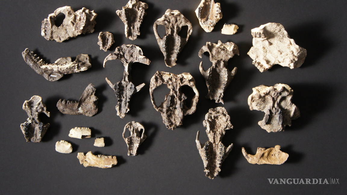 Fósiles muestran cómo se fue recuperando la vida tras meteorito