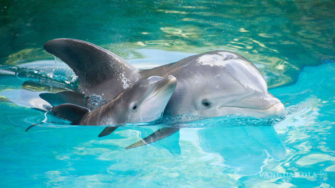 Captura de delfines es ilegal, reitera Semarnat