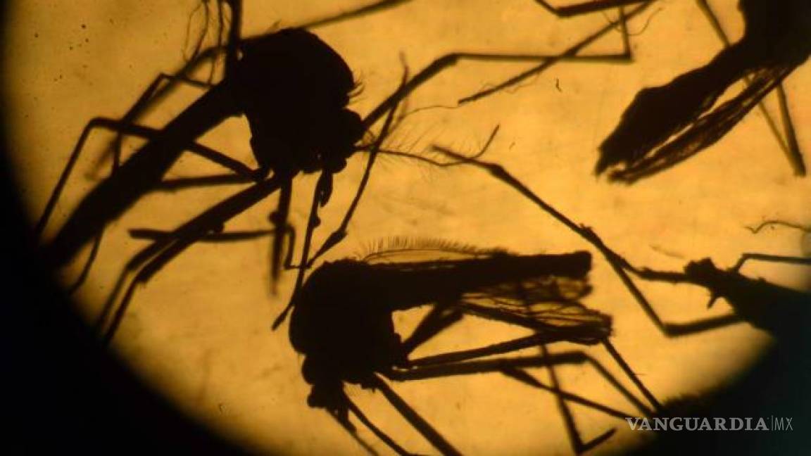 Reportan más de dos mil casos de zika en México