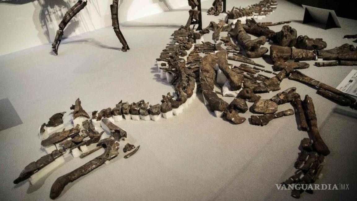 Descubren nueva especie de dinosaurio en Japón, el kamuysaurus japonicus