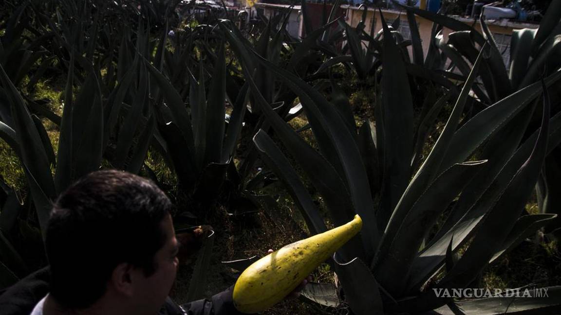 $!"Cuando empezamos no había hipsters": cómo los punks rescataron la tradición del pulque en México