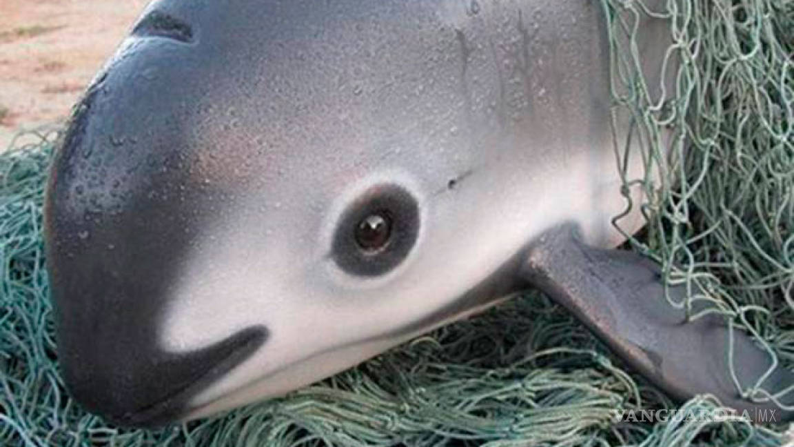 Ligan extinción de vaquita marina con el crimen organizado