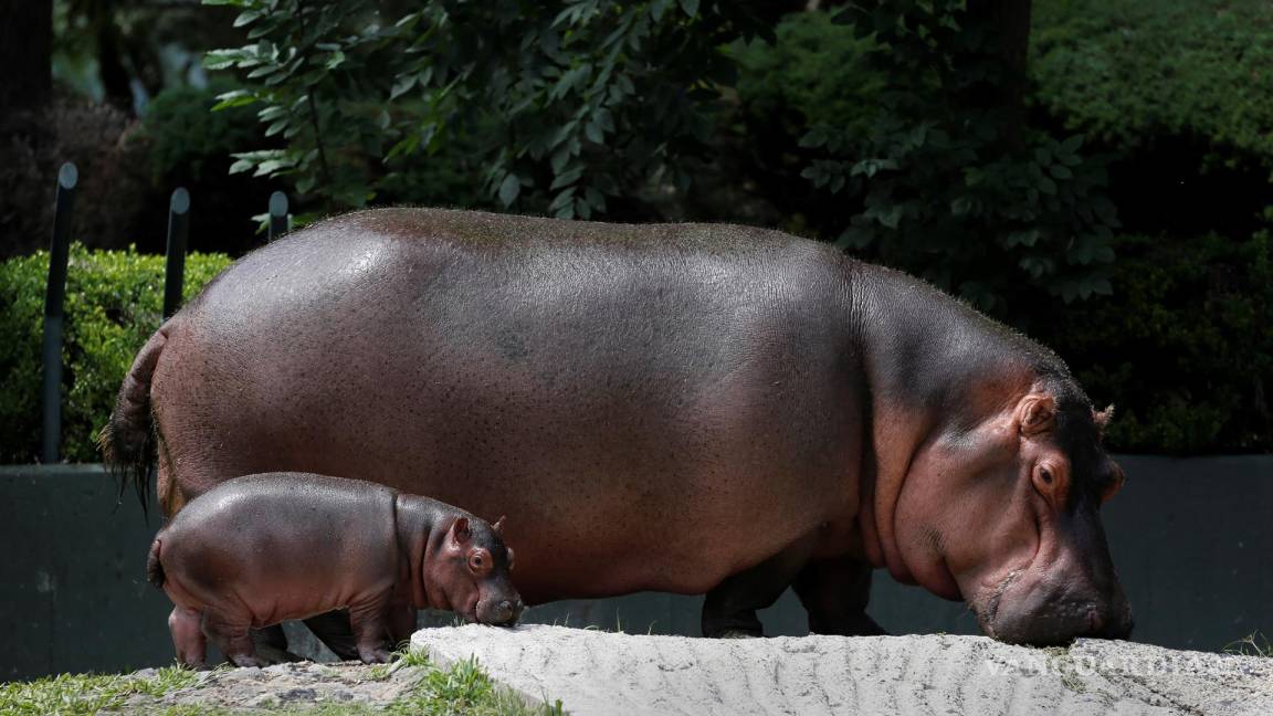 Hipopótamo bebé es la nueva atracción del zoológico de Guadalajara