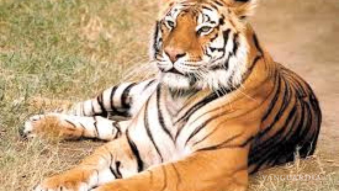 Decomisan un tigre de Bengala en la CDMX