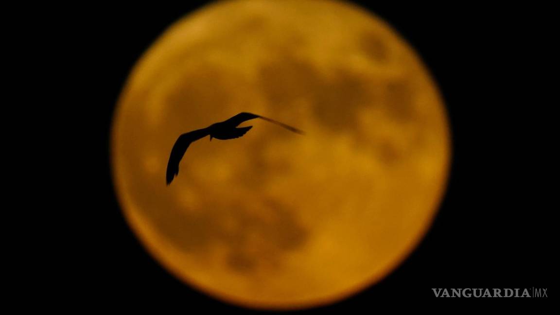 $!Un pájaro pasa por delante de la luna llena en Milwaukee, el 13 de julio de 2022. Esta luna llena recibe también el nombre de Luna de Ciervo.