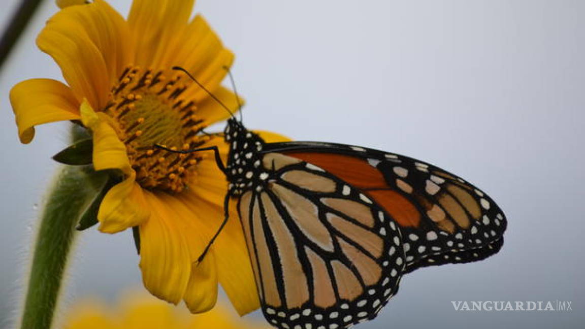 Pide dueño que a su rancho en Saltillo le quiten nombramiento de reserva natural para la mariposa monarca