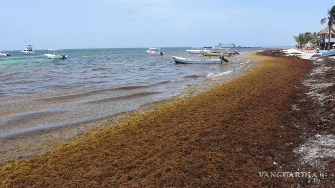 $!Sargazo fétido invade costas de Quintana Roo