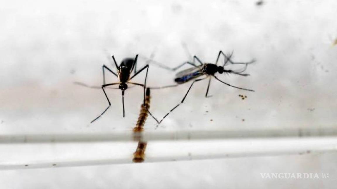 Senadores demócratas bloquean financiación para combate al zika en EU
