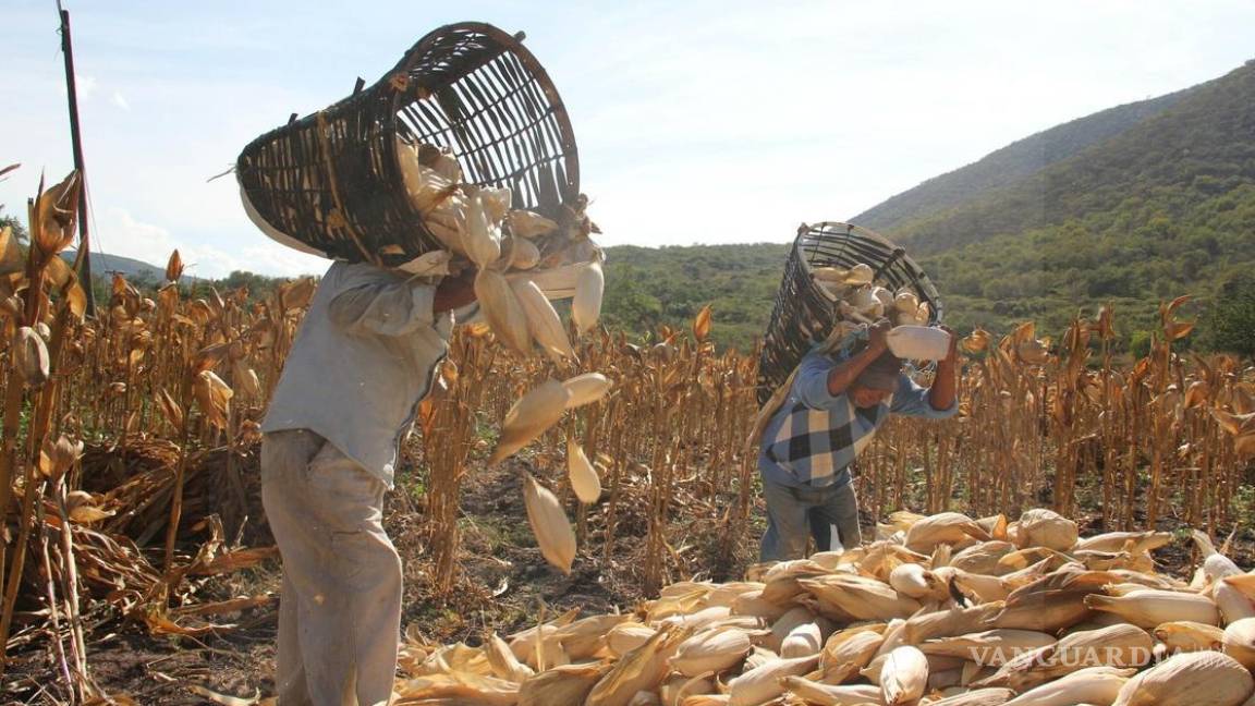 Preocupa posible panel por maíz transgénico, preocupa impacte PIB del país