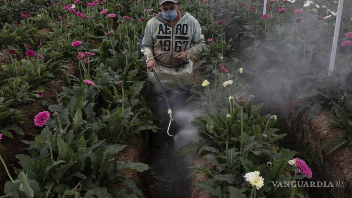 Mexicano gana el World Press Photo con fotorreportaje sobre pesticidas
