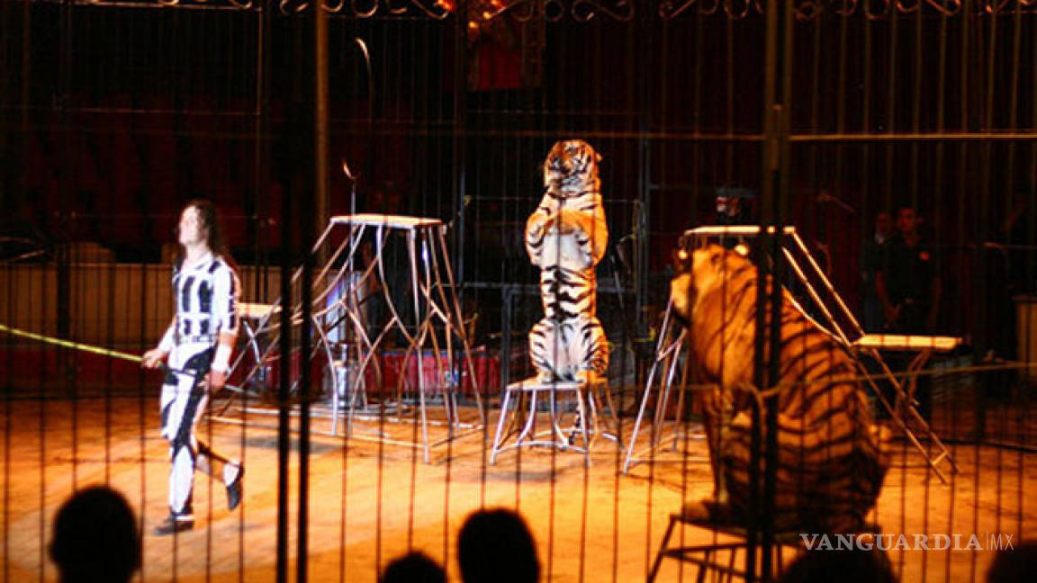 Decomisan tigres y osos al circo Hermanos Fuentes Gasca en Culiacán