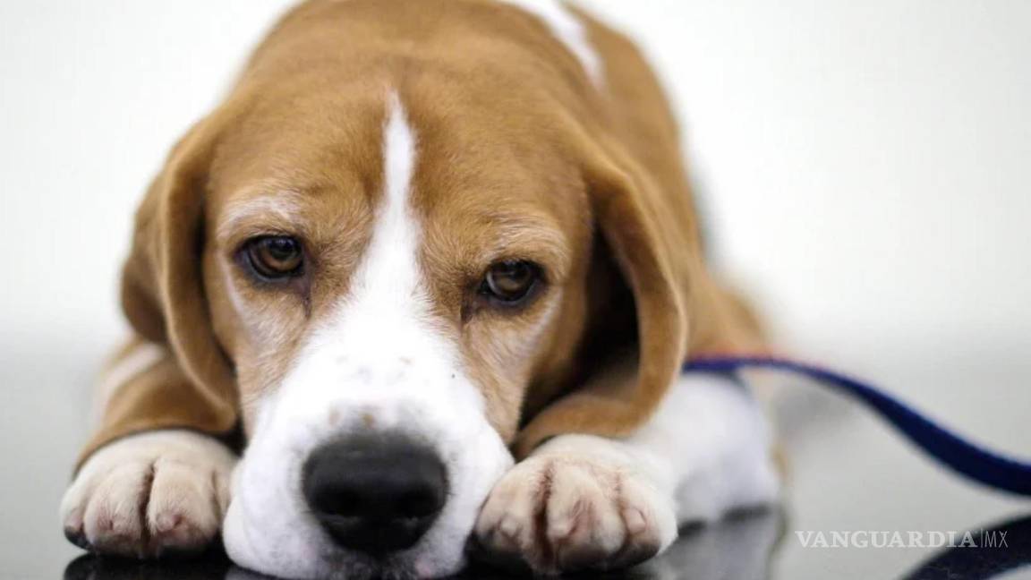 $!Uno beagle, ganador del Best in Show en la 132ª Exposición Canina del Westminster Kennel Club el sábado 13 de febrero de 2010 en Nueva York.