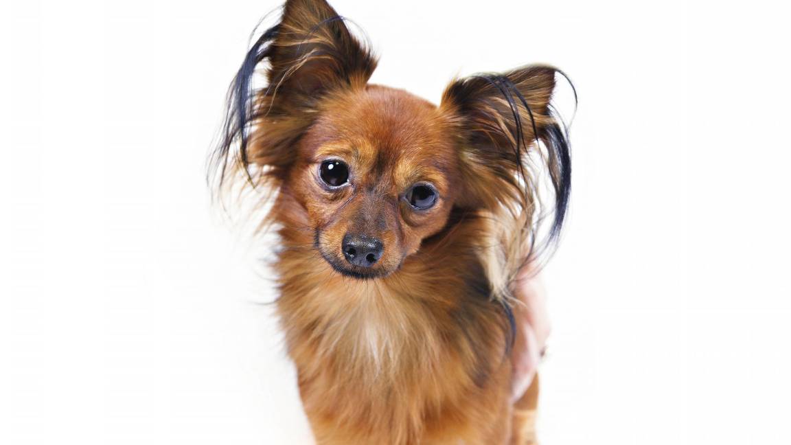 $!Esta fotografía sin fecha, proporcionada por el American Kennel Club, muestra al pequeño perro ruso. AP/American Kennel Club