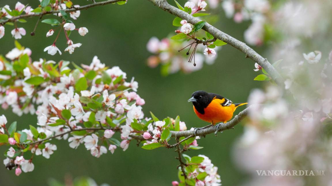 $!Las aves regresan a sus hogares en las ramas de los árboles recién florecidos, pintando el paisaje con colores vivos y vibrantes.