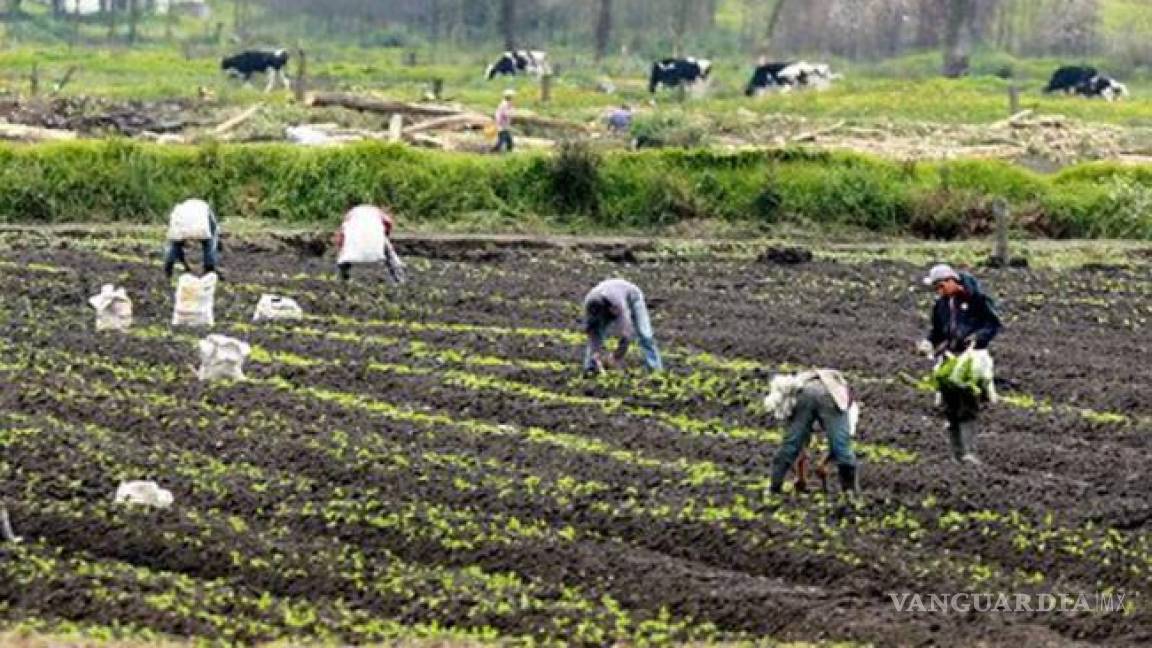 Piden diversificar cultivos en los estados para hacer rentable el campo de México