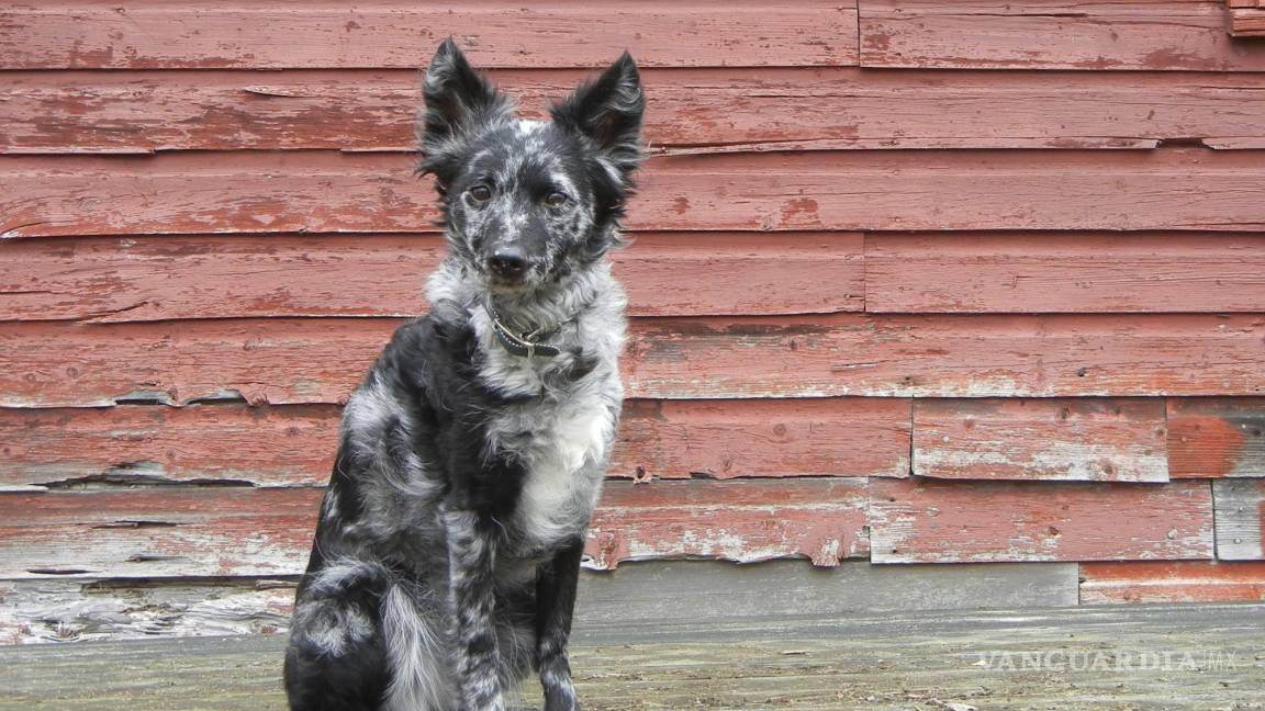 Conoce a las nuevas razas de perros incluidas en la American Kennel Club