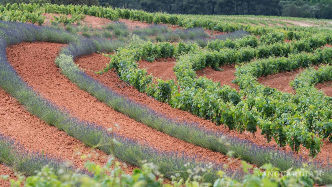 $!Dominio D’Echauz es un enclave con 130 hectáreas plantadas con viñedo que se desarrolla con diseño en Keyline o Línea Clave.