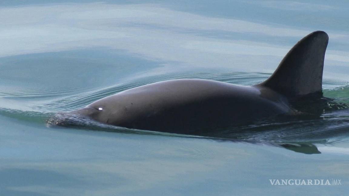 $!Una vaquita marina nada en el Golfo de California, en México, el 20 de mayo de 2023.
