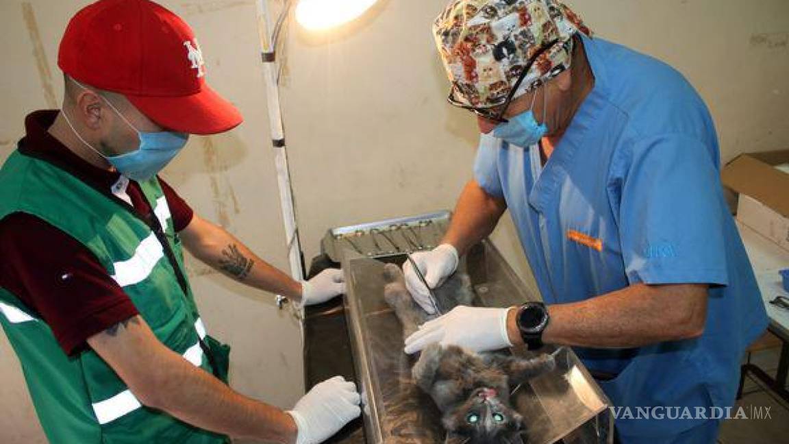 Más de 600 mascotas fueron esterilizadas en esta administración en Sabinas