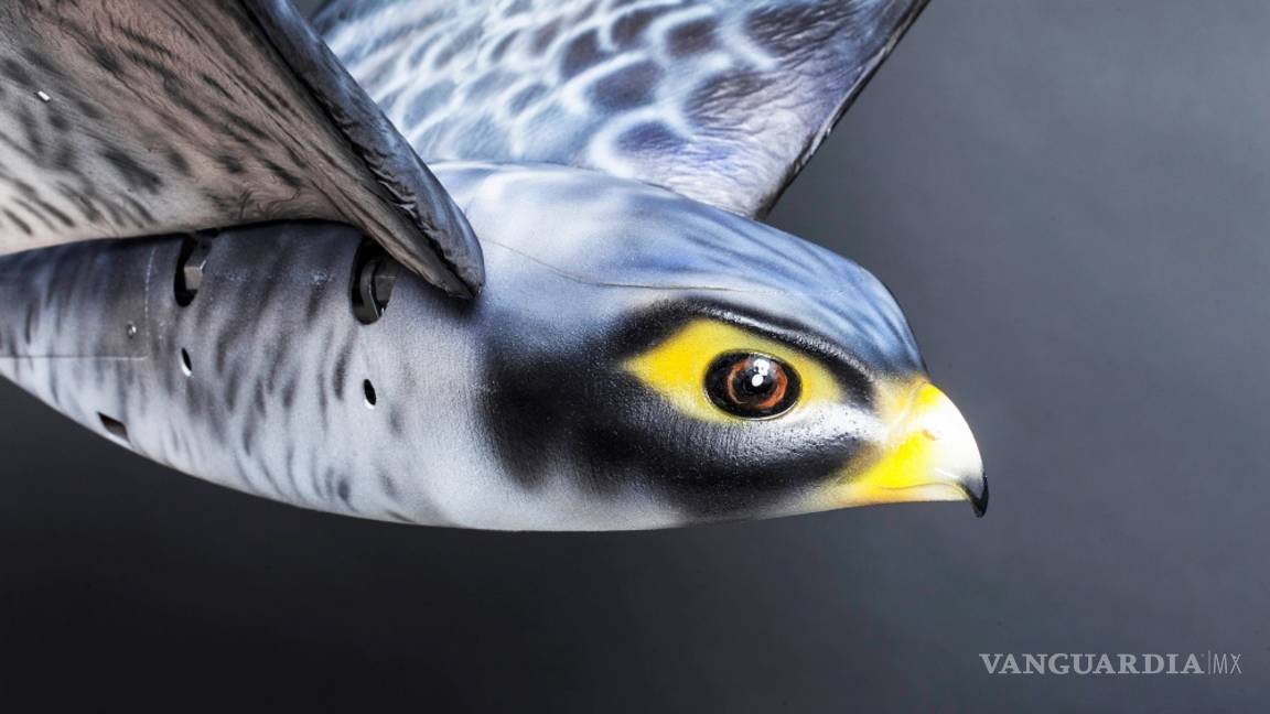 $!“Robird”, el robot halcón que cuida del aeropuerto de Edmonton en Canadá
