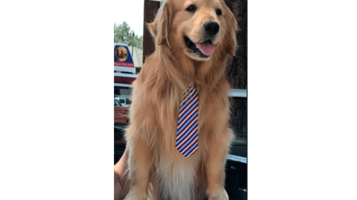 Perro gana elecciones y es nombrado alcalde canino