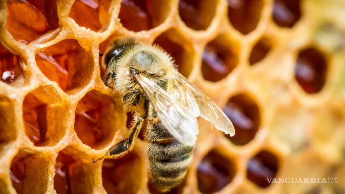 México produjo 50 mil 995 toneladas de miel en 2017