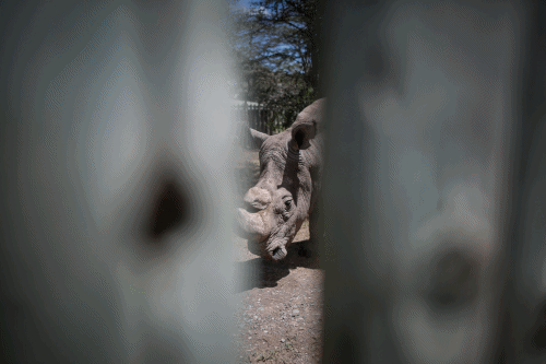 $!Para salvar la especie, último rinoceronte blanco recurre a Tinder