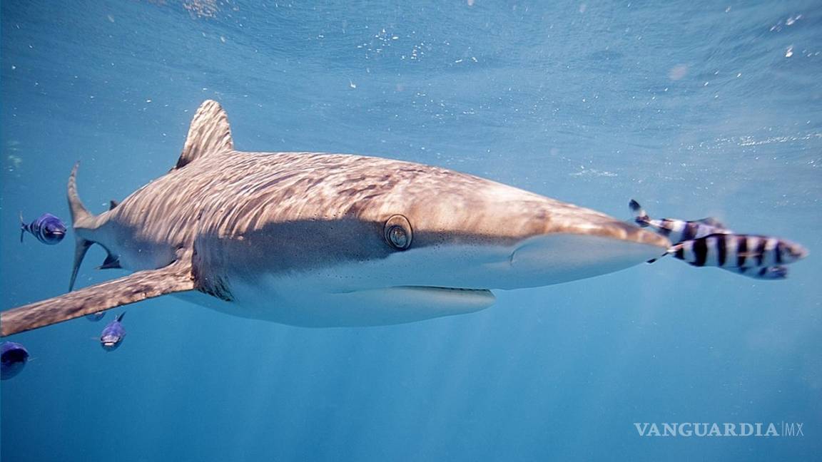 $!En México los tiburones valen más vivos que muertos