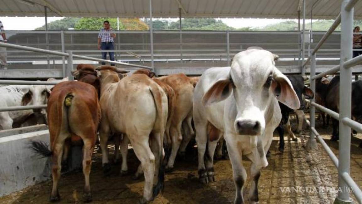 Se incrementa el robo de ganado en la región serrana de Acuña