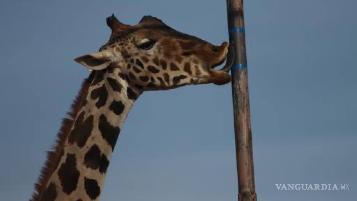¡Bienvenido, Benito! La jirafa llegó a Africam Safari, en Puebla, tras un viaje de 30 horas