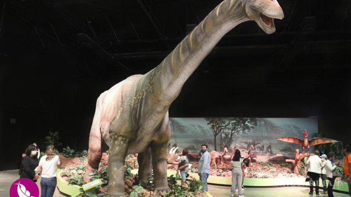 $!Pata de Perro destaca este icónico museo de Coahuila por la oportunidad que existe de que los adultos se sorprendan con la misma ingenuidad y curiosidad de un niño.