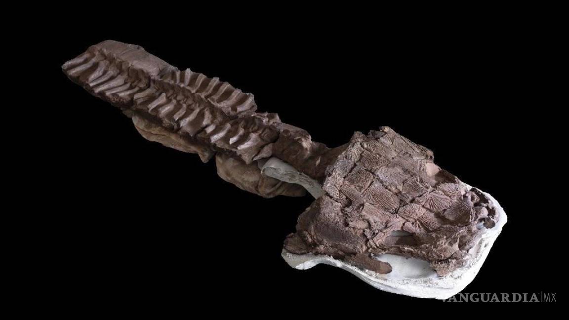 Gaiasia jennyae; ¿existían salamandras gigantes antes de los dinosaurios?