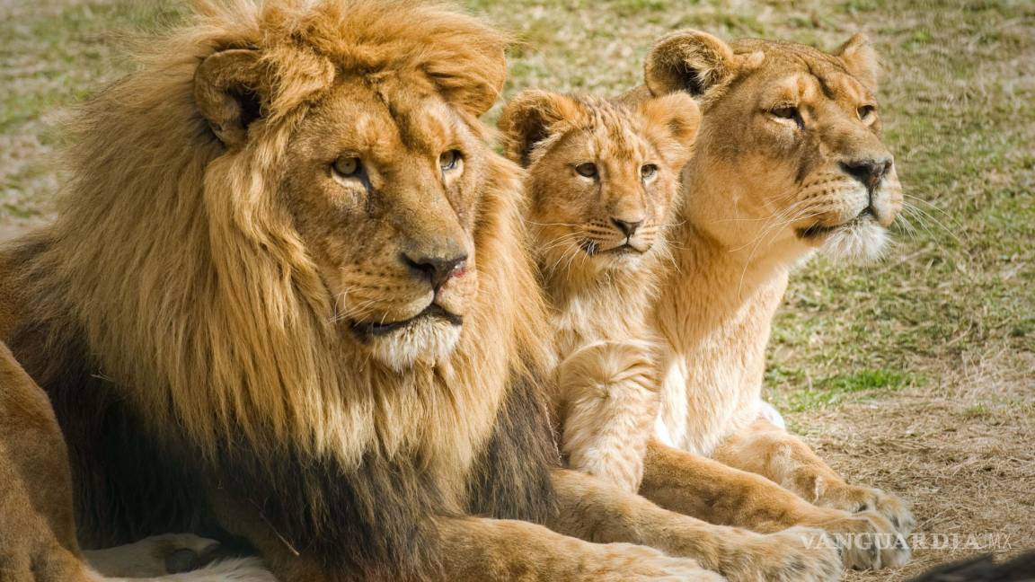 Condenan a 3 leones a cadena perpetua por comer humanos en la India