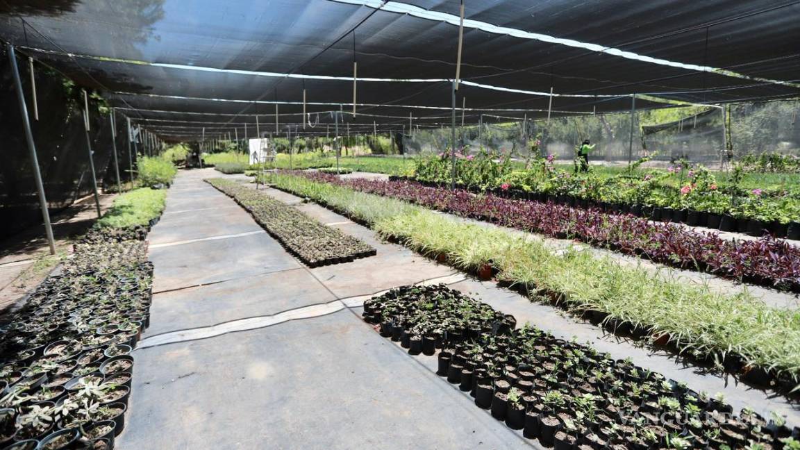 $!La titular de Medio Ambiente y Desarrollo Sustentable mencionó que se han producido 12 mil 150 árboles de sombra.