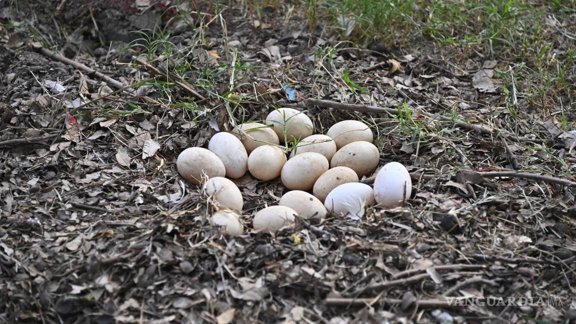 $!Una patita empolló sus huevos en pleno Torneo Anual del Club Campestre de Golf 2024.