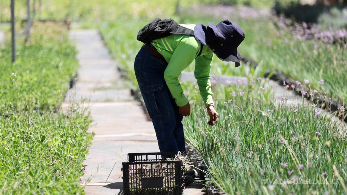 $!La producción sostenida de plantas y árboles se traduce en un paso firme hacia un entorno más verde y saludable.