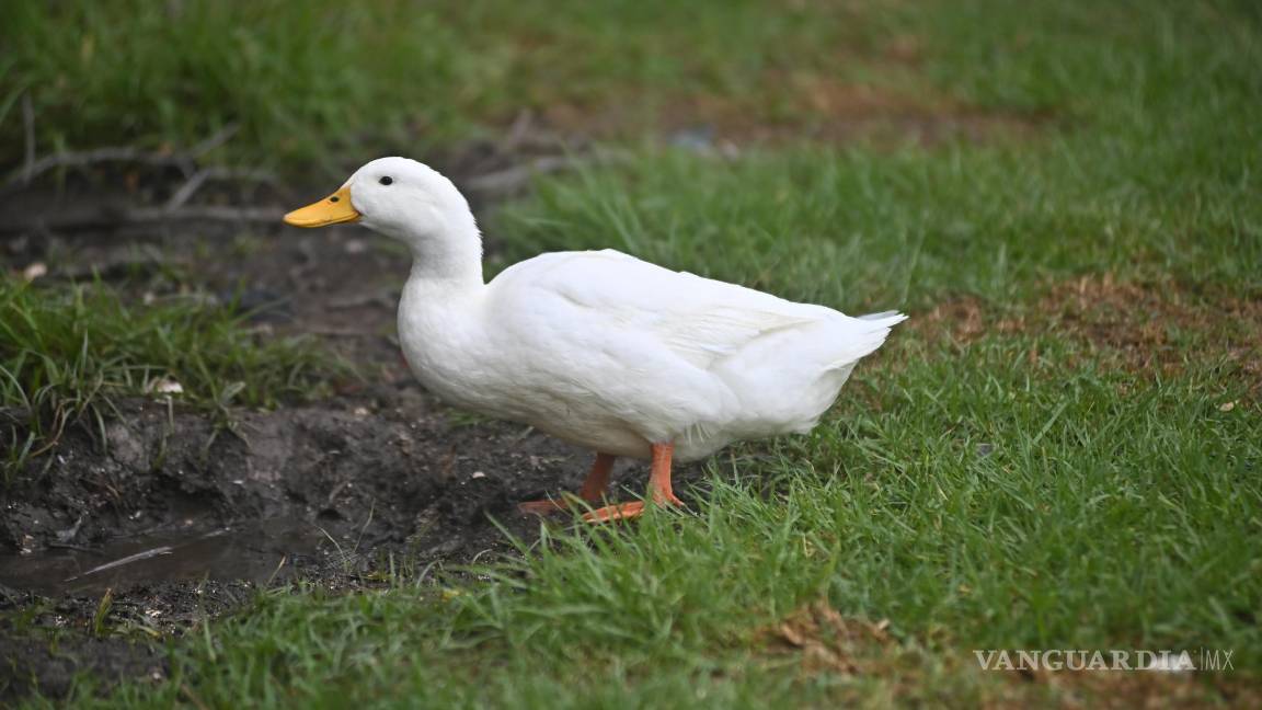 $!Una patita empolló sus huevos en pleno Torneo Anual del Club Campestre de Golf 2024.