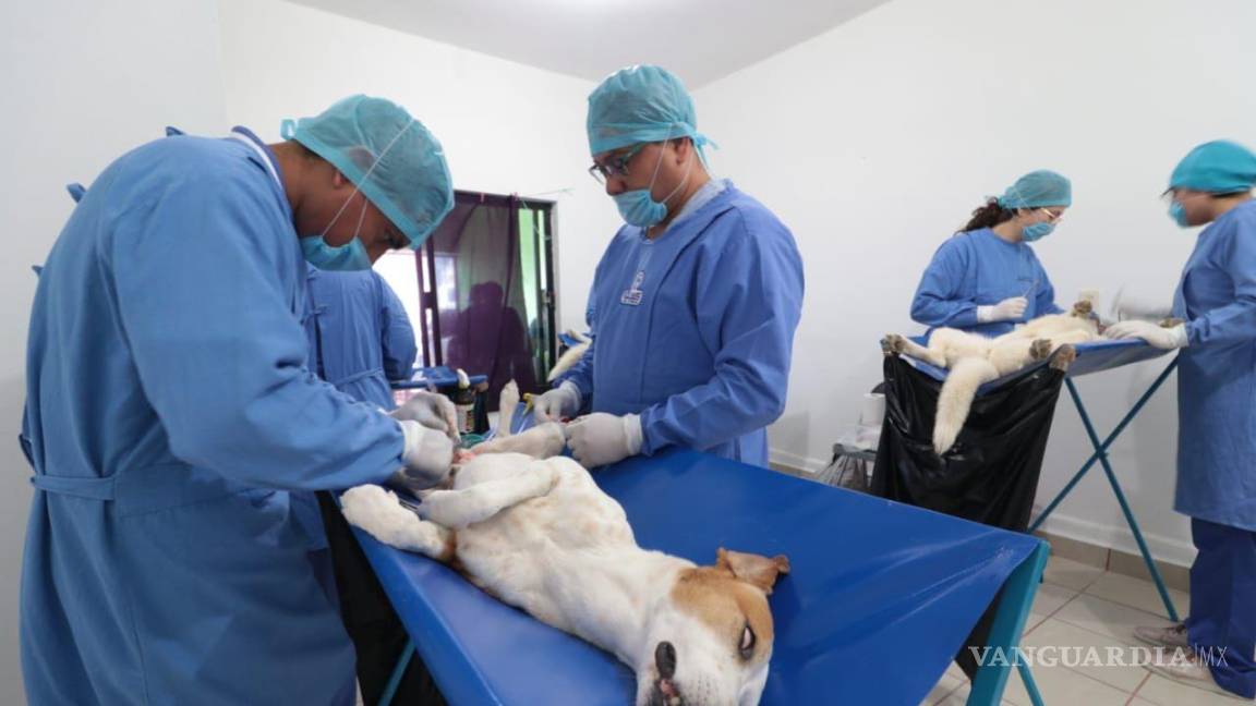 Reactivan programa de esterilización de mascotas en Ciudad Acuña, Coahuila