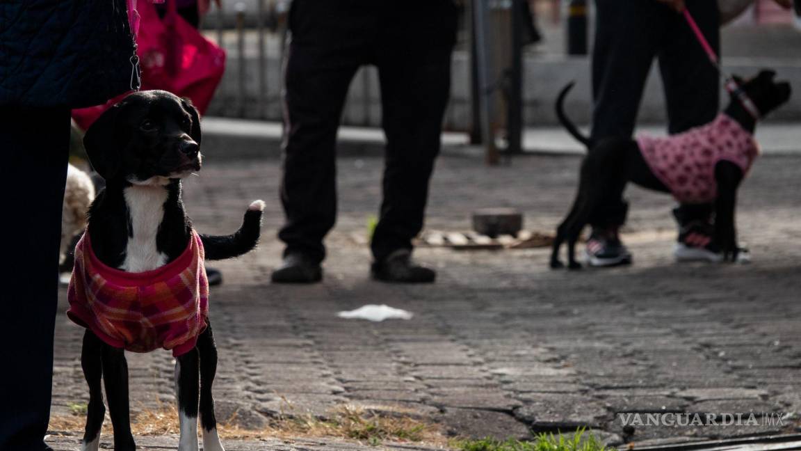 Entra en vigor histórica ley que exige la creación de clínicas veterinarias públicas en todo México