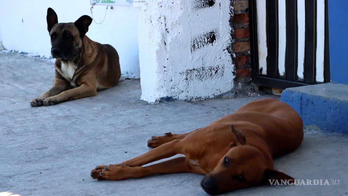 $!Gran número de perritos se encuentra sin hogar en las calles de Coahuila.