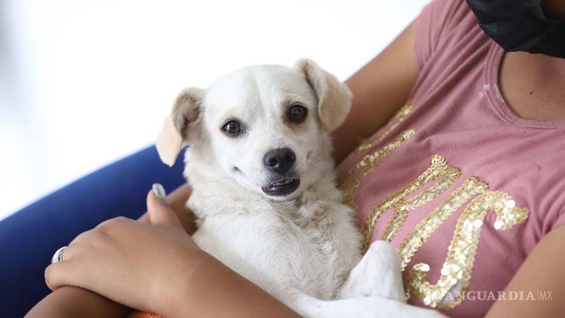 Saltillo: A las mascotas también les puede dar golpe de calor, ¡cuídalas!