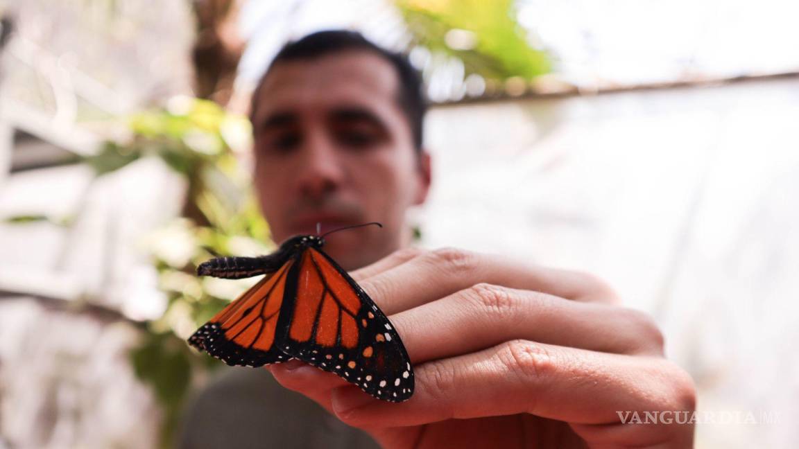 Mariposa Monarca alcanza su pico migratorio en Saltillo, Coahuila y el sur de Nuevo León; su futuro sigue siendo incierto