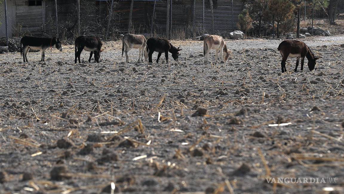 $!“Los impactos de la sequía afectan de manera desproporcionada a las poblaciones vulnerables, a agricultores de subsistencia y agro-pastores”, apunta Smith