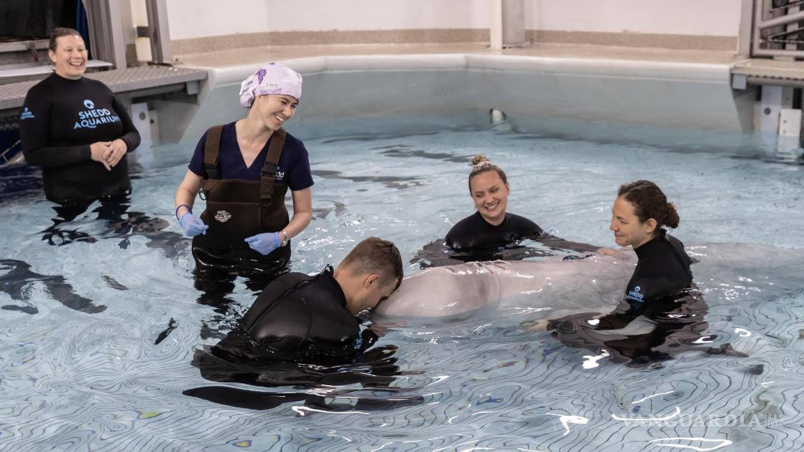 $!El grupo de científico estadounidense que realizó la semana pasada una operación histórica en Chicago a una de sus ocho ballenas beluga.