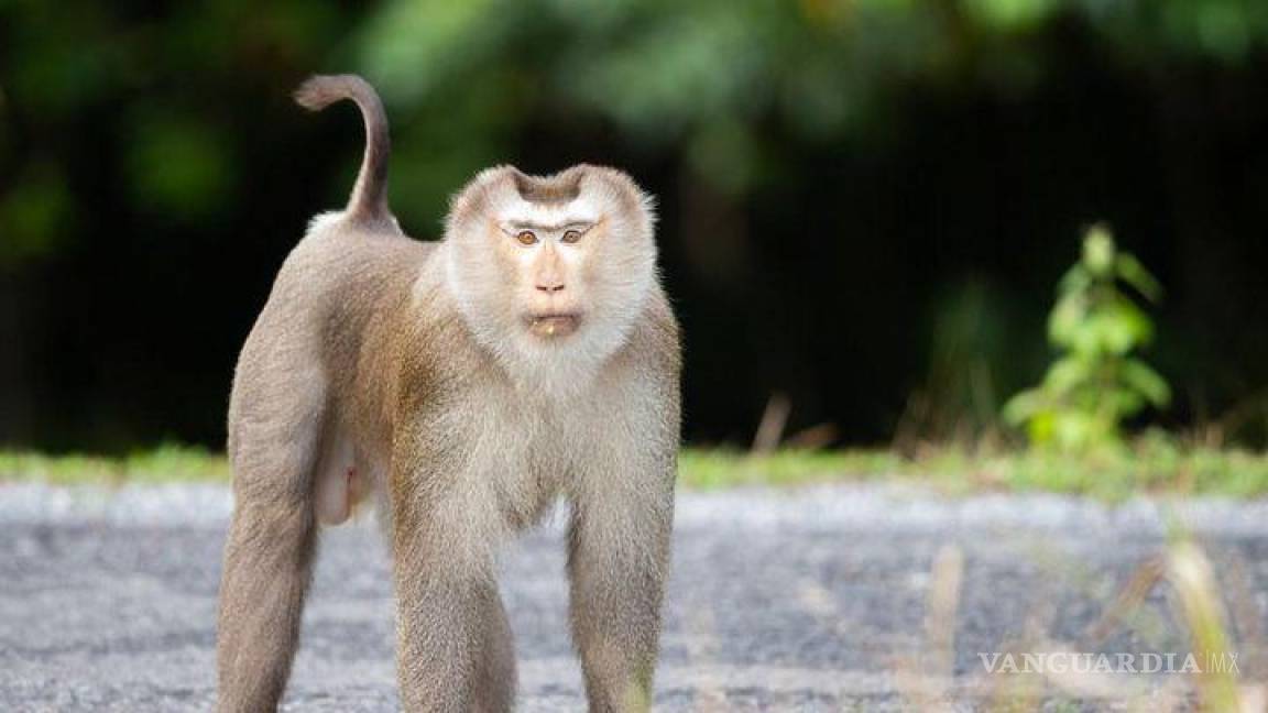 ¿El ‘Planeta de los Simios’ en el mundo real? Macacos salvajes atacan a transeúntes en Tailandia