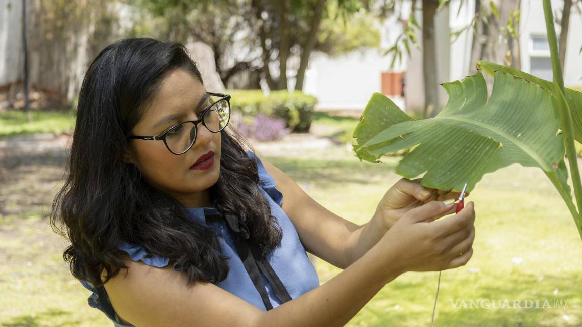 Laura Xóchitl Cruz, una científica mexicana produce música generada con sonidos de las plantas