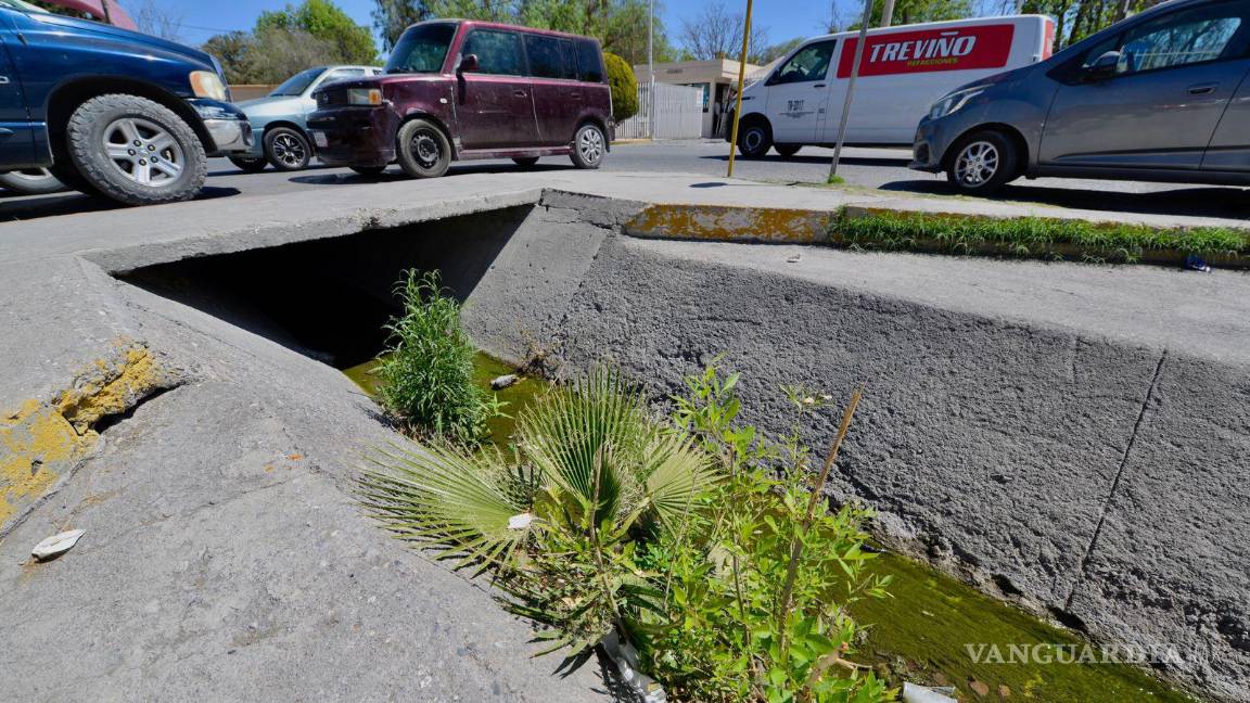 $!Desde el bulevard Francisco Coss hasta la prolongación David Berlanga, donde se ubica el parque, es visible el crecimiento de distintas especies de flora.