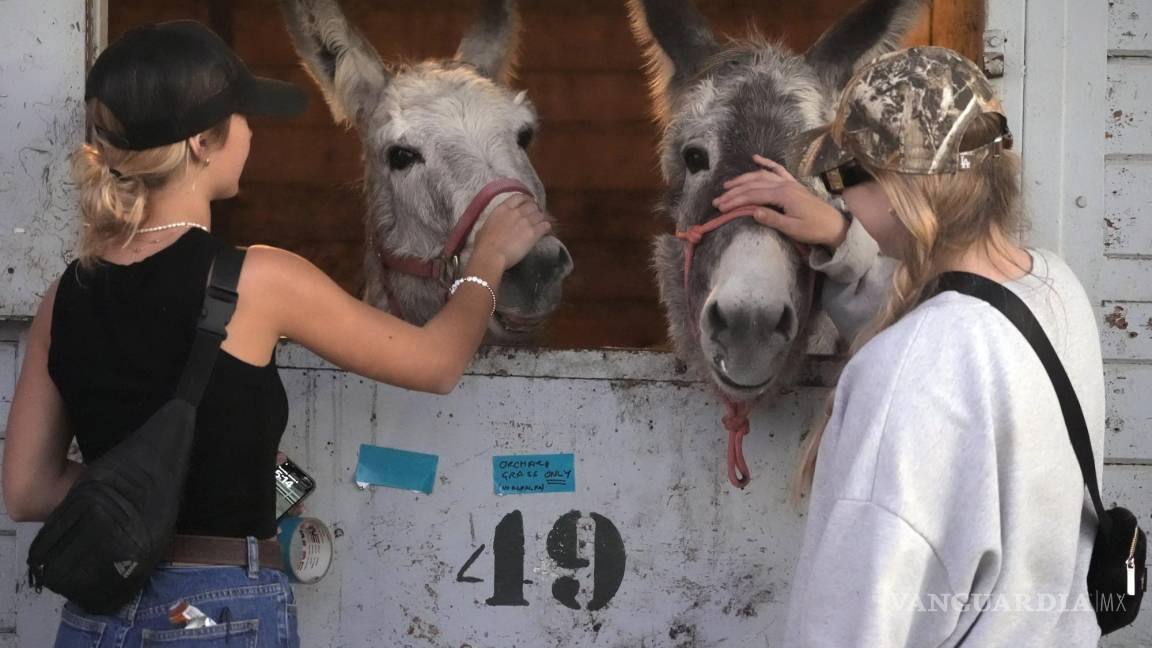 Californianos evacuaron a perros, gatos, caballos y hasta cerdos ante el avance de las llamas