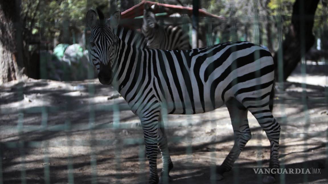 $!Cebras en un zoológico Zoochilpan, investigado por maltrato y tráfico de animales.